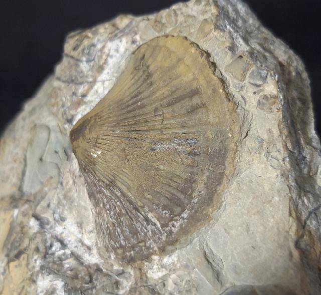 Boreorthis asiatica NIKIFOROVA - Bild &copy; FossNet FossilienStore